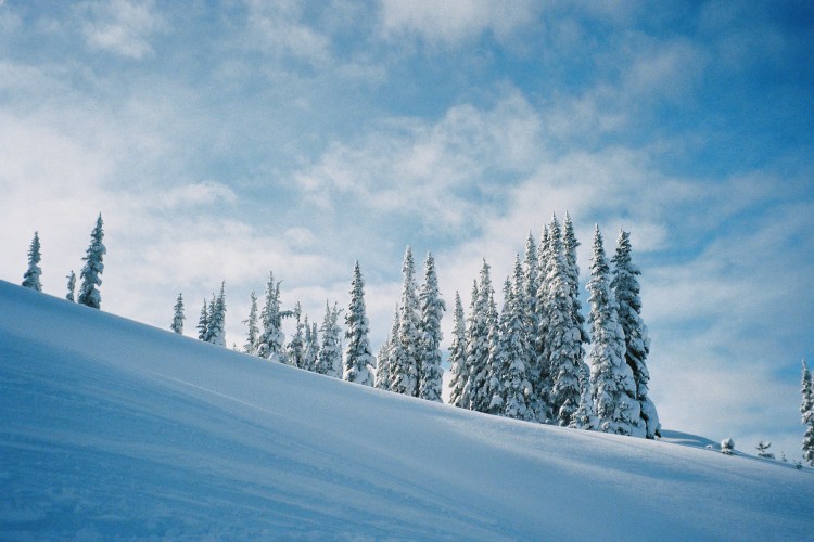 Snowy hill with snow covered pine trees and a misty blue sky